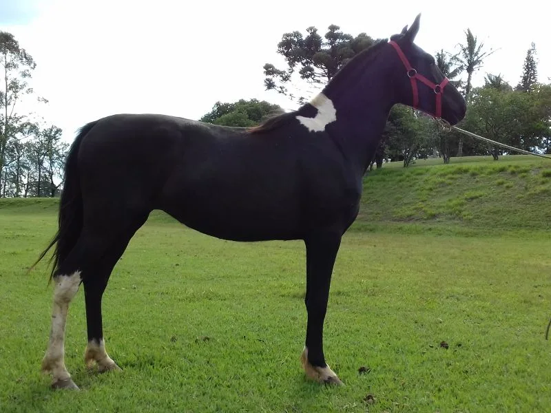 NEGRITA