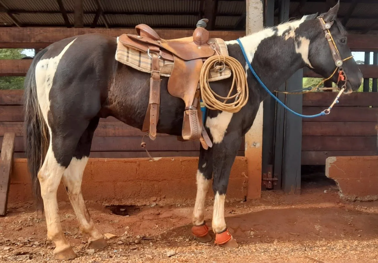 GARANHAO PAINT HORSE
