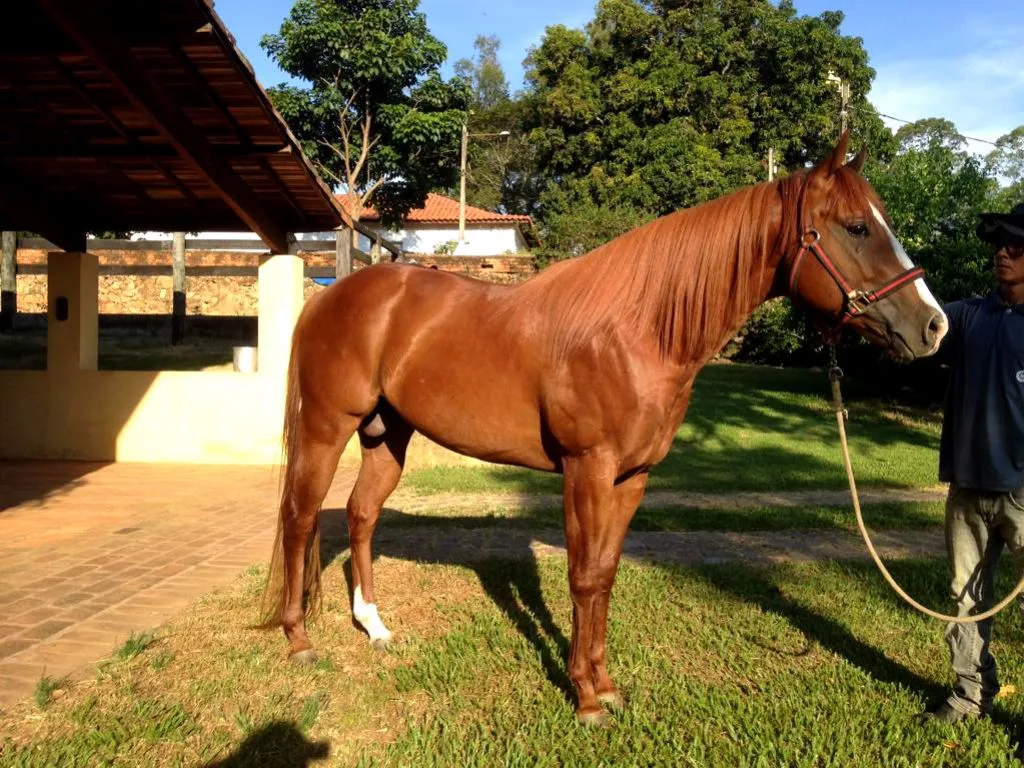 GARANHÃO QUARTO DE MILHA A VENDA