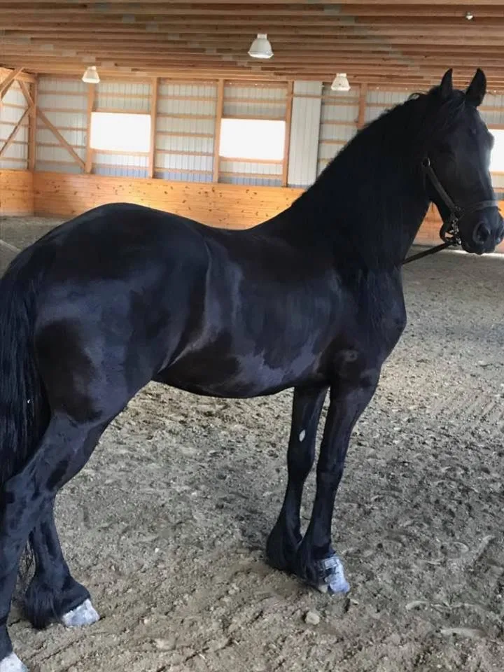 CAVALO FRÍSIO