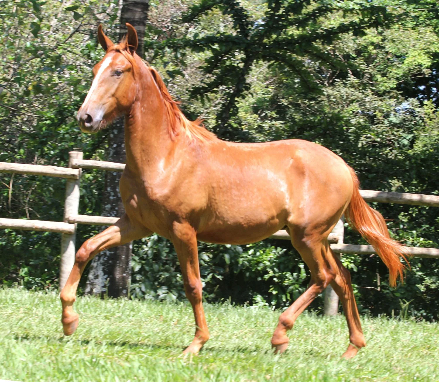 ATHABASCA DIAMANTE