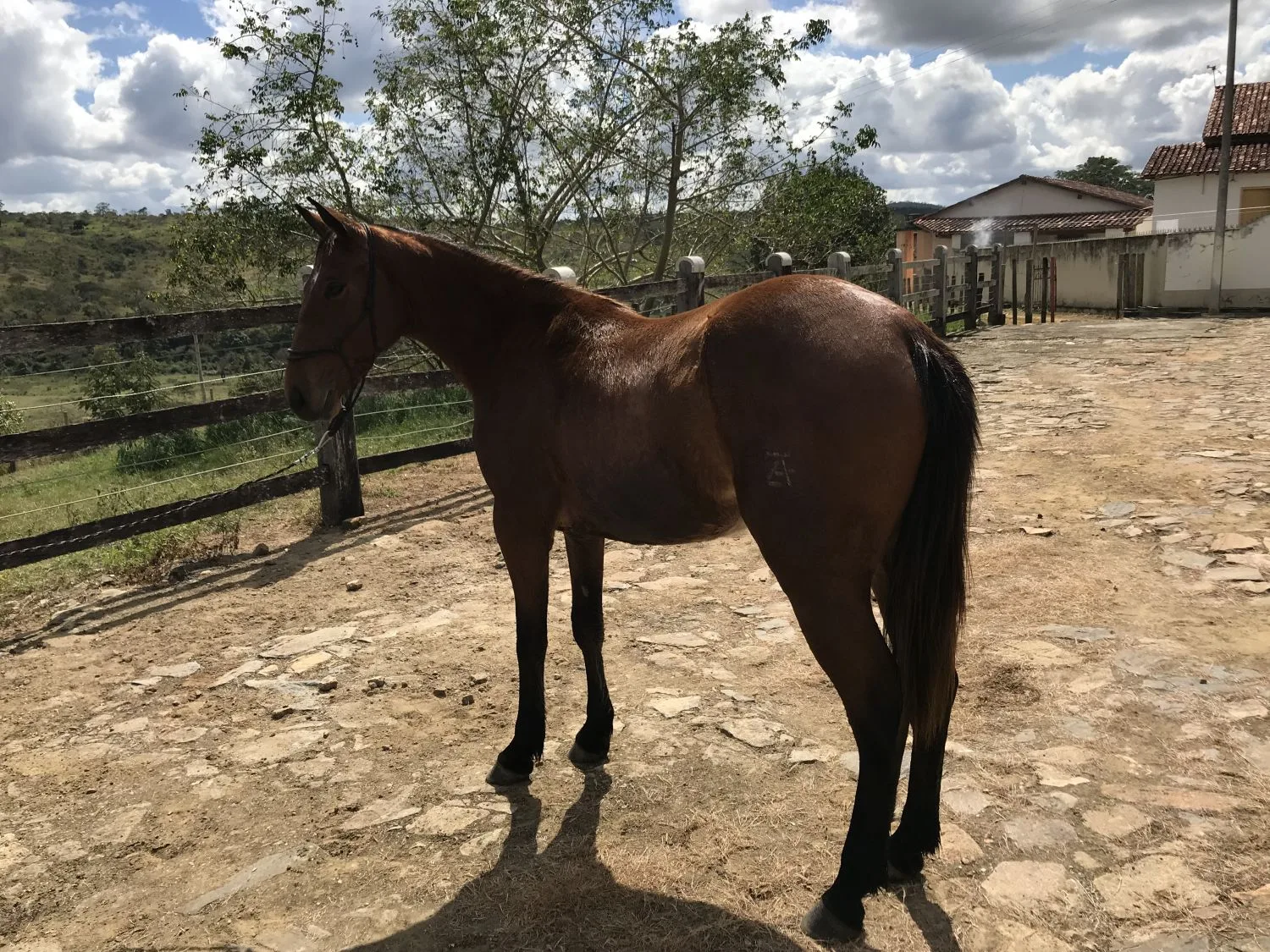 LINDA POTRA 1/4 DE MILHA