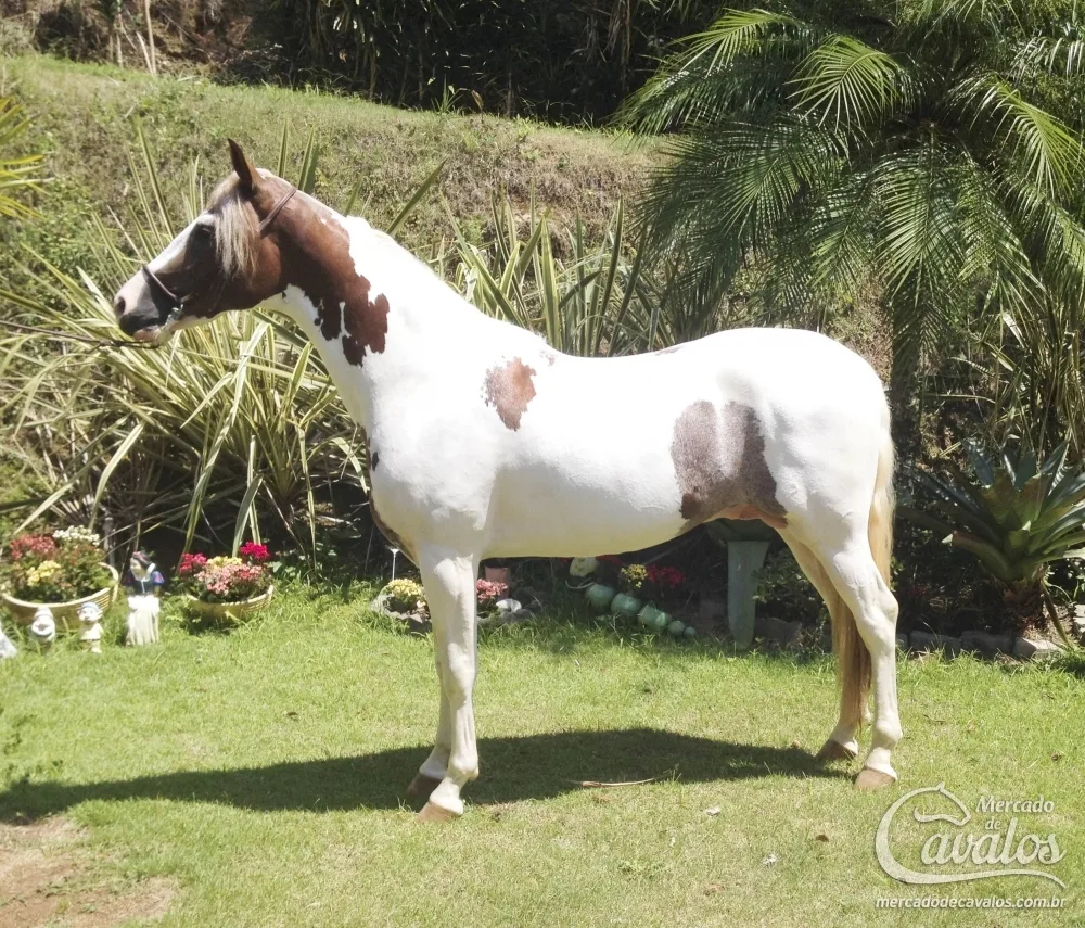 RF TRITON DE MOURA