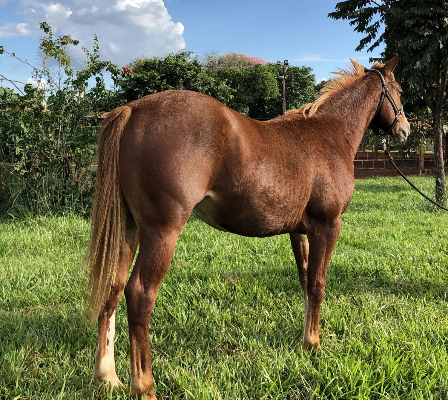 LUCK BRONN AVR - TRABALHO COM CORRIDA 
