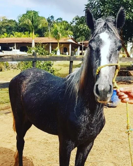 OLODUM DA MALAGUETA 