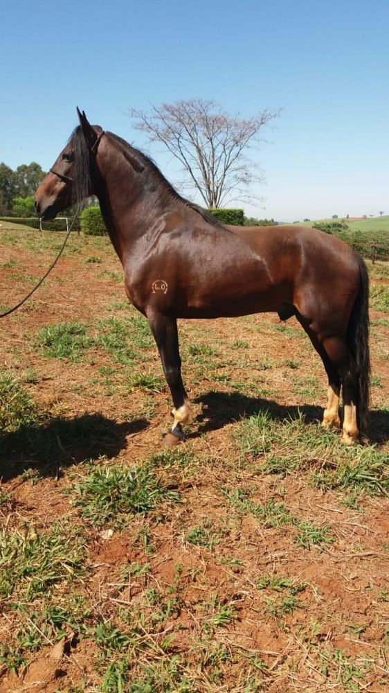 CAVALO MANGALARGA MARCHADOR - Mercado de Cavalos