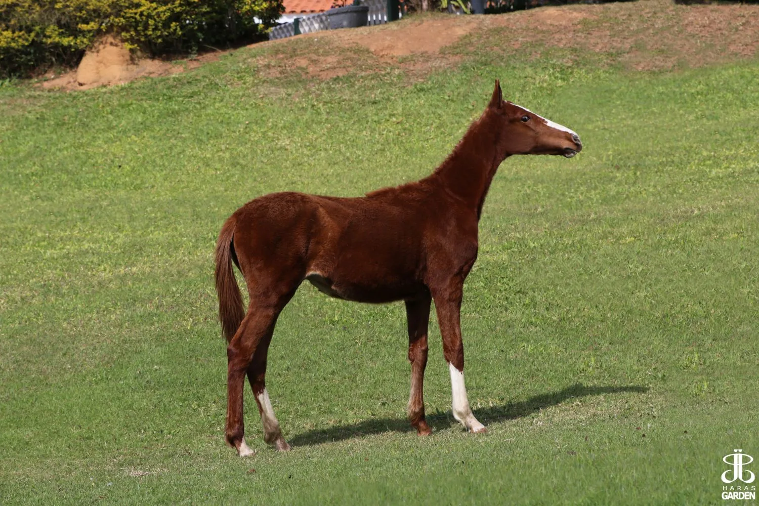 JJ ORGULHOSA DO GARDEN