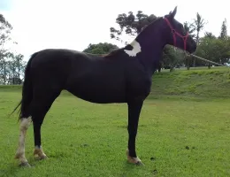 NEGRITA