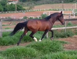 DIVINA DA CATUÇABA