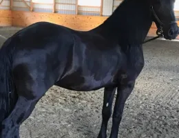 CAVALO FRÍSIO