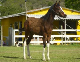 GLAUCO DJM