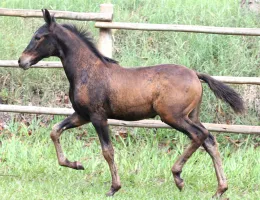 POTRO MANGALARGA MARCHADOR MARCHA BATIDA