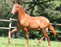 ATHABASCA DIAMANTE