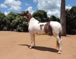 XAYAR DO PEC