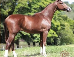 DIAMANTE TRES RIOS (TE)