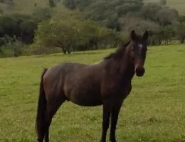 **   PINGO **