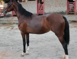 HAVANA DO SERRANO