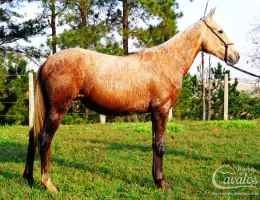 AMARULA NSC