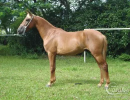 XERXES