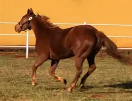 HEBE AVORIO AVR - CORRIDA COM TRABALHO