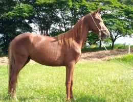 ALMIRANTE NSC - POTRO MANG MARCHADOR