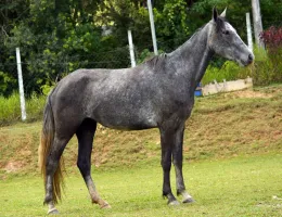 ESMERALDA