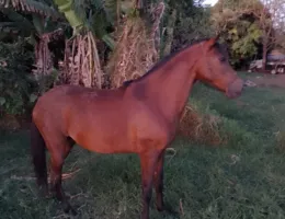 ÉGUA MM MARCHA PICADA GENUINA