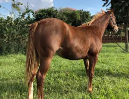 LUCK BRONN AVR - TRABALHO COM CORRIDA 