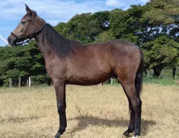 POTRO MANG MARCHADOR PICADA