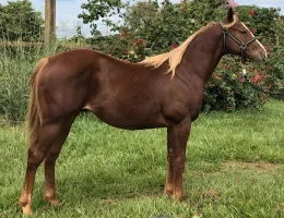 KALU CARTEL AVR - GENÉTICA DE CORRIDA