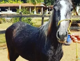 OLODUM DA MALAGUETA 