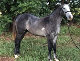 BOLKAN TA FAME AVR - CORRIDA FECHADA