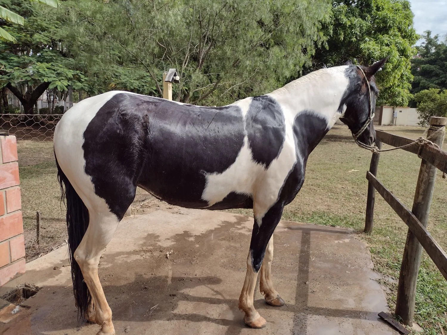 MANGALARGA PAULISTA - PAMPA