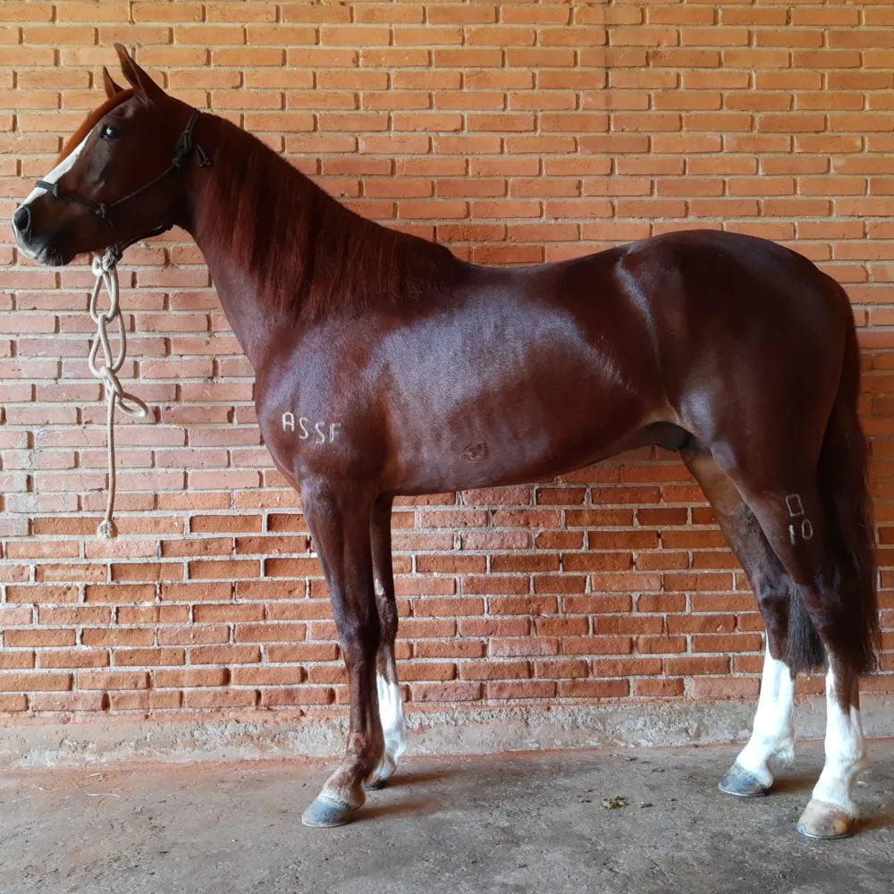 ORTIZ DA FIGUEIRA - MANGALARGA MARCHADOR