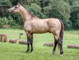 IDOLO VA DA CACHOEIRA