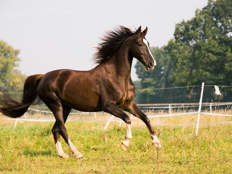 Como Melhorar o Bem-Estar Mental dos Cavalos com Enriquecimento Ambiental
