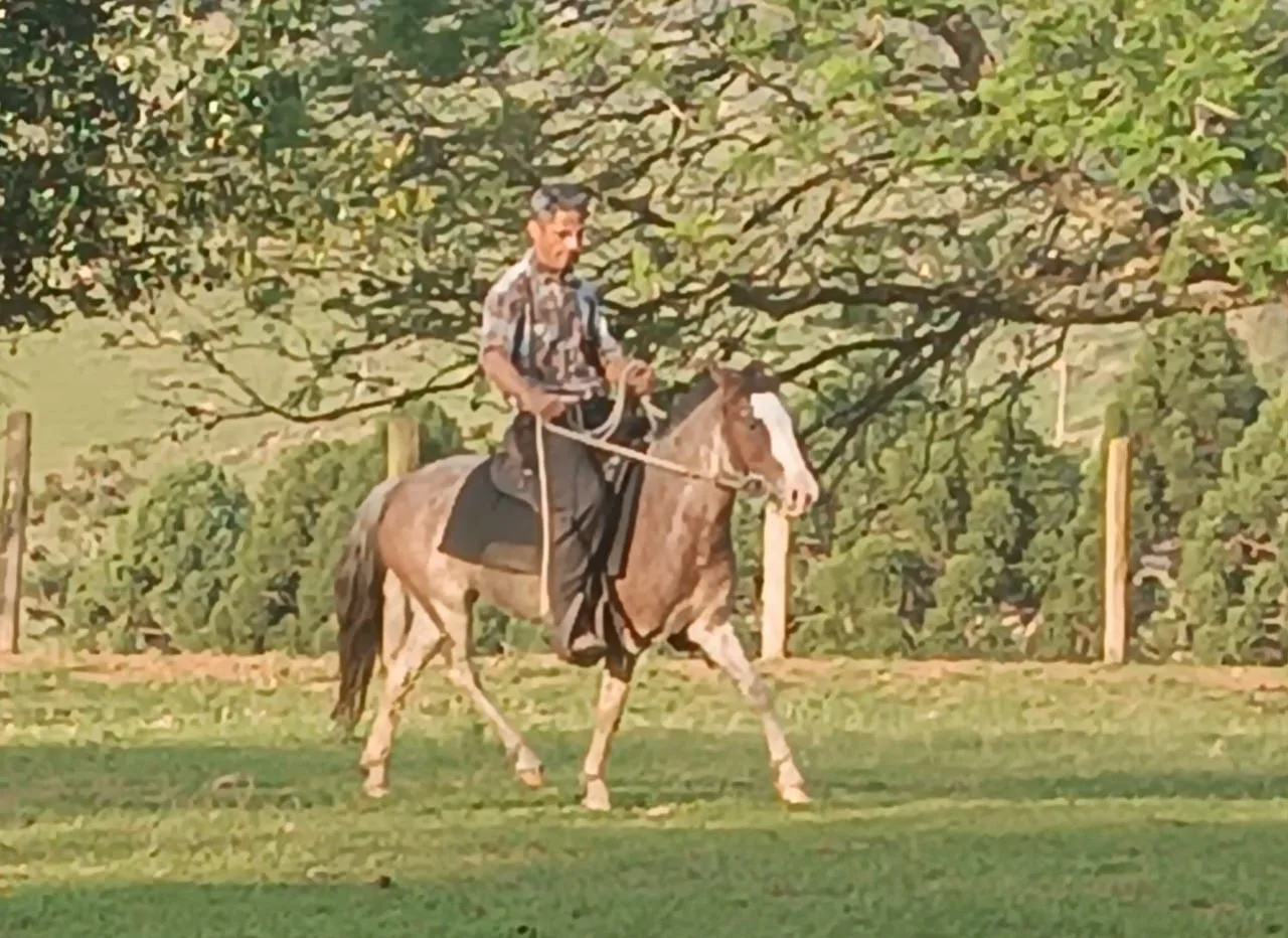 Pipa DA-Rio das Flores