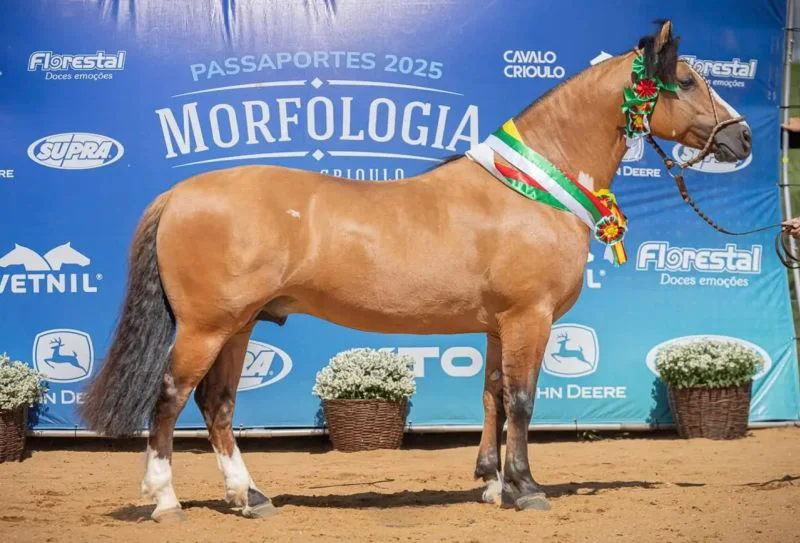 Selecionados para a Expointer 2025: Cavalo Crioulo em Destaque