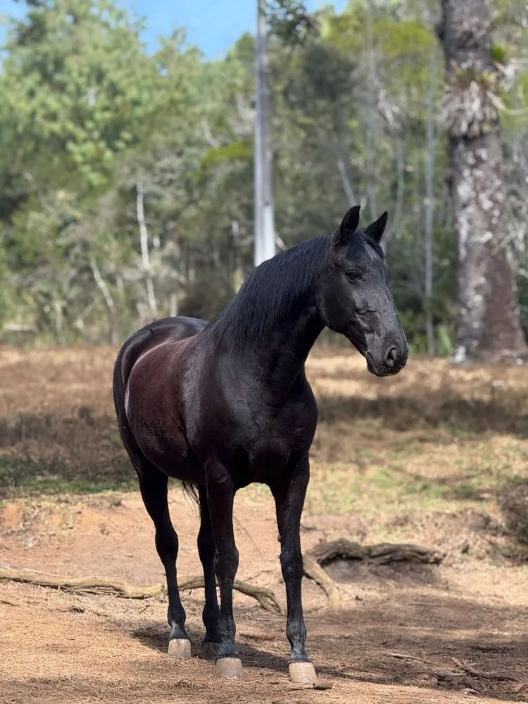 Égua Lusitana PRETA — 14 anos — R$ 20.000 — Excelente trote e temperamento