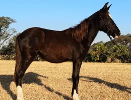 IDOLO NSC - Potro Mangalarga Marchador Registrado